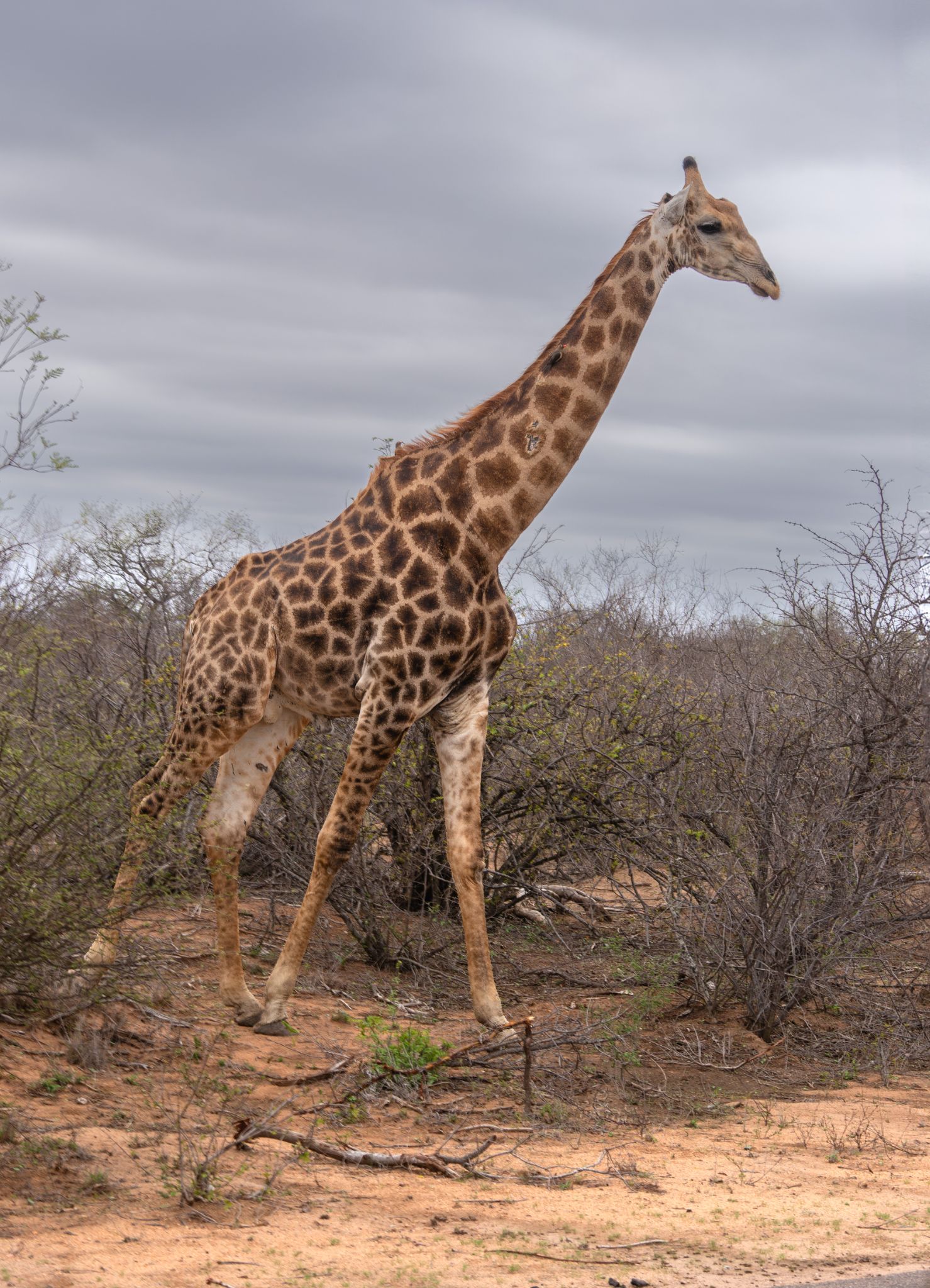 Provinzen Limpopo und Mpumalanga - Heimat des Kruger-Nationalparks