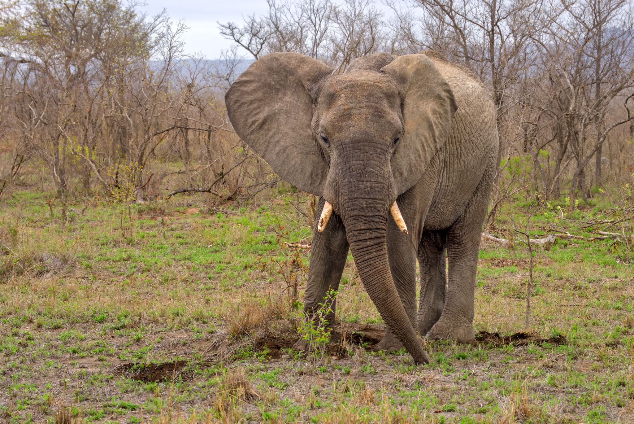 Provinzen Limpopo und Mpumalanga - Heimat des Kruger-Nationalparks